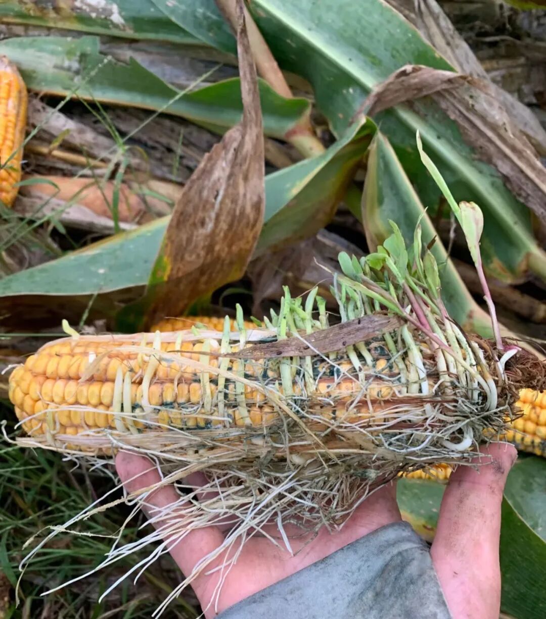 有的玉米籽粒已发芽成幼苗