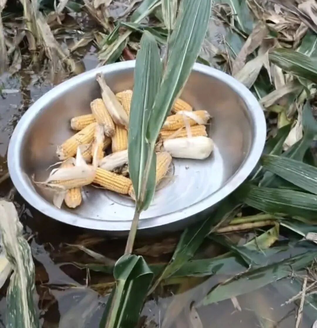 河南商丘永城，有农户用盆运出玉米