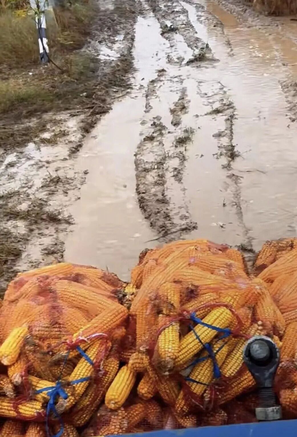 山东菏泽，农户拉着掰好的玉米在泥泞中艰难前行