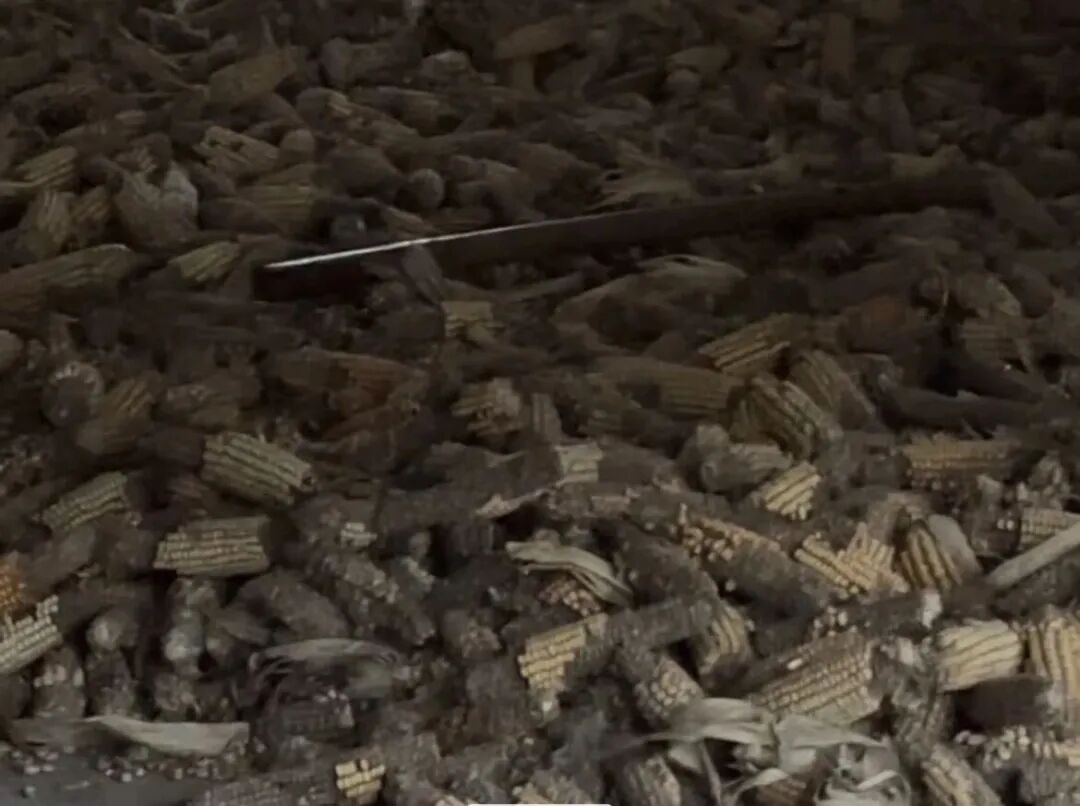 安徽亳州，玉米已经霉坏